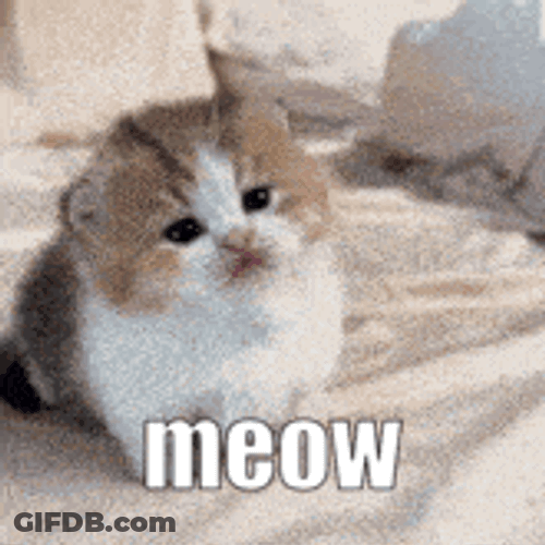 001Dz Meow GIF