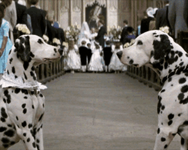 101 Dalmatians Eye To Eye GIF