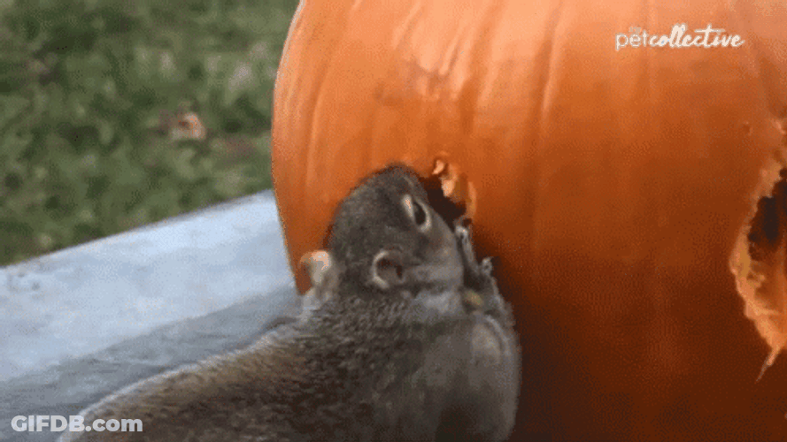 2 Broke Squirrel Meme GIF