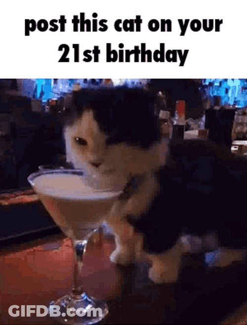 21St Birthday Cat Drinking Liquor From Glass GIF
