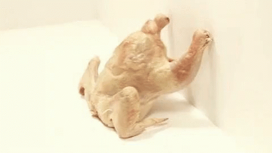 360 Dancing Turkey View GIF