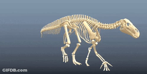 3D Dinosaur Skeleton Walking On Blue Background GIF
