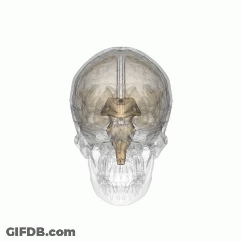 3D Human Skull With Highlighted Brain GIF