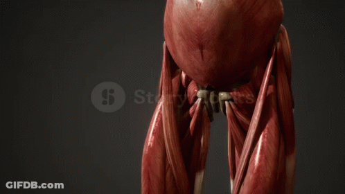 3D Man's Torso With Muscles And Bones GIF