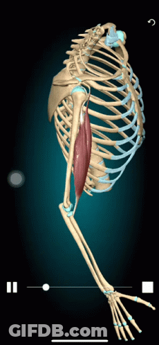 3D Skeleton With Muscle In Upper Arm GIF