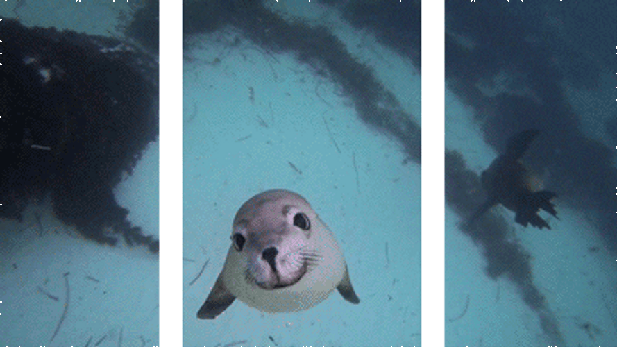 3D Split Depth Animal GIF