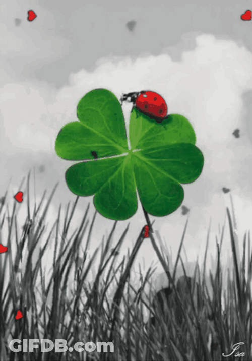 4 Leaf Clover Ladybug GIF