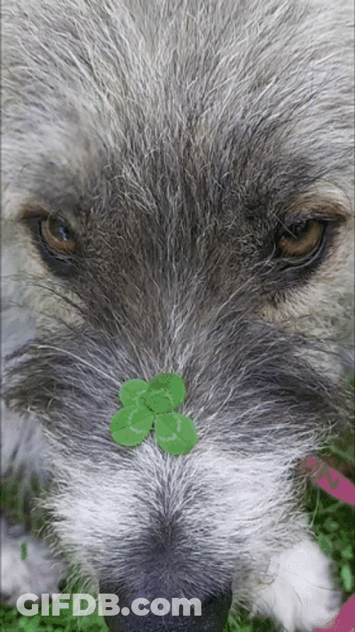 4 Leaf Clover On Dog GIF