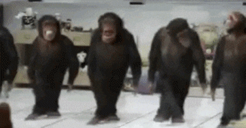 4 Monkey Foot Dancing Synchronous GIF