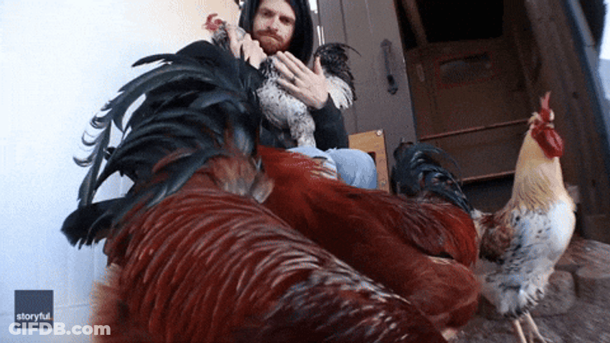 4 Rooster Crowing With Guy In Black Jacket GIF
