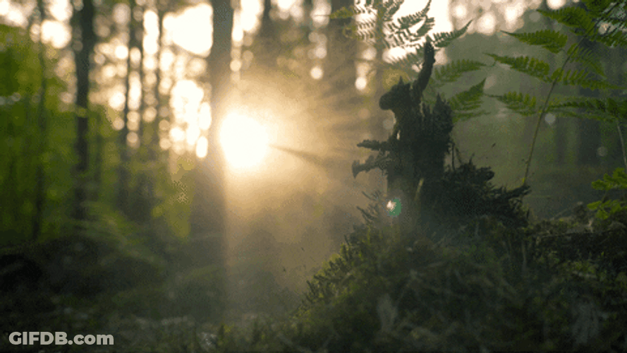4K Morning Mist GIF
