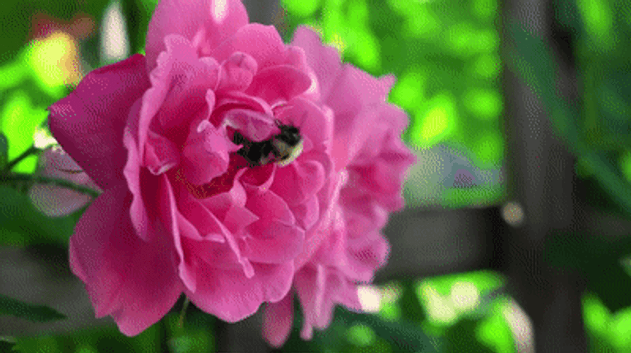4K Nature Pink Flower GIF
