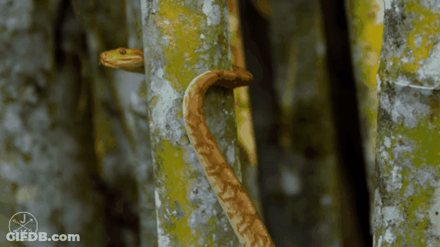 4K Nature Snakes GIF