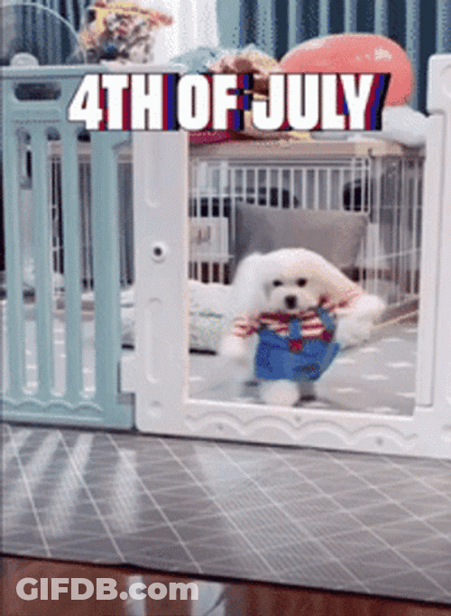 4Th Of July Funny Dog Costume Upright Walking GIF