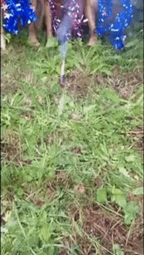 4Th Of July Funny Dogs Sunglasses Decoration GIF