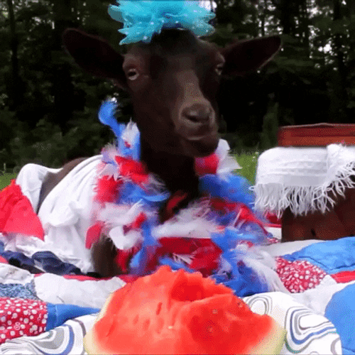 4Th Of July Funny Goat Eating Watermelon Party GIF