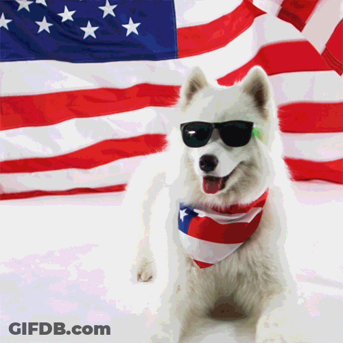 4Th Of July Samoyed GIF