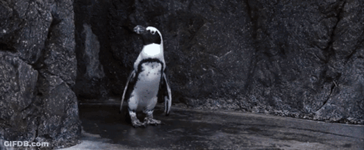 50 First Dates Henry Roth And Vomiting Walrus GIF