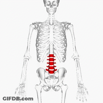 A 3D Model Of A Skeleton With A Red Spine GIF