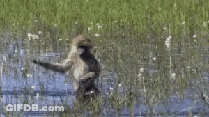 A Baboon Is Standing In The Water In A Field . GIF
