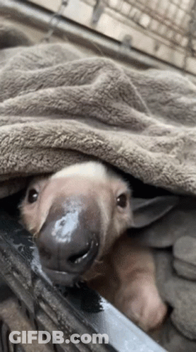 A Baby Aardvark Is Laying Under A Blanket And Looking At The Camera GIF