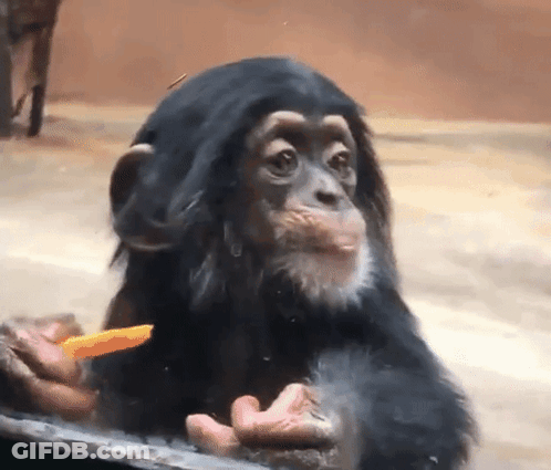 A Baby Chimpanzee Is Eating A Piece Of Carrot GIF
