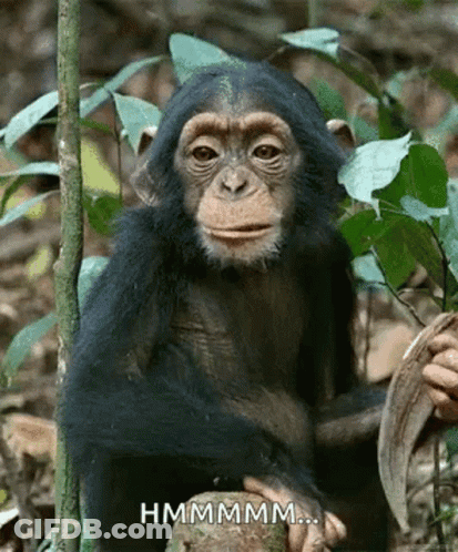 A Baby Chimpanzee Is Sitting On A Tree Stump In The Woods And Looking At The Camera . GIF