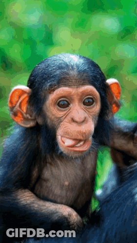 A Baby Chimpanzee Is Sticking Its Tongue Out And Looking At The Camera GIF
