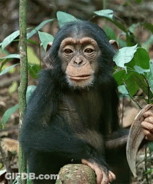 A Baby Chimpanzee Sitting On A Tree Trunk Looking At The Camera GIF