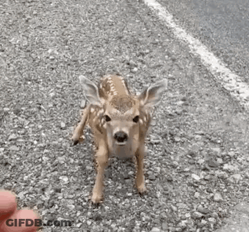A Baby Deer Is Standing On A Gravel Road Looking At The Camera . GIF