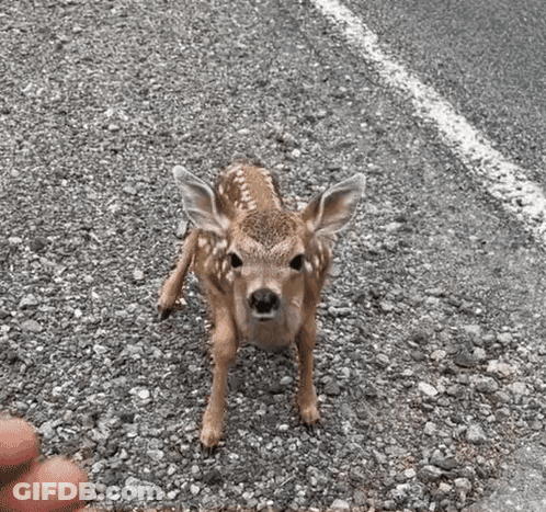 A Baby Deer Is Standing On The Side Of A Road Next To A Person 'S Finger . GIF