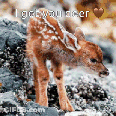 A Baby Deer Standing On A Rock With The Words `` I Got You Deer '' Written On It . GIF