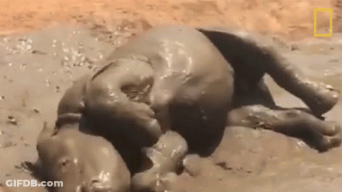 A Baby Elephant Is Laying In The Mud And Playing With Itself . GIF