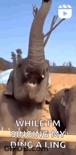 A Baby Elephant Is Singing A Song With Its Trunk Up . GIF