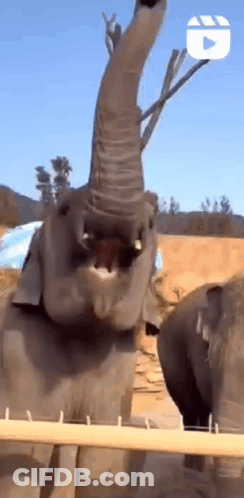 A Baby Elephant Is Standing Behind A Fence With Its Trunk In The Air . GIF