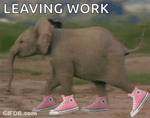 A Baby Elephant Wearing Pink Converse Shoes GIF