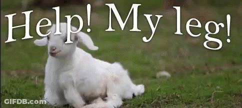 A Baby Goat Is Laying Down In The Grass With The Words Help My Leg Written Above It . GIF