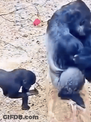A Baby Gorilla Is Standing Next To A Larger Gorilla On The Ground GIF