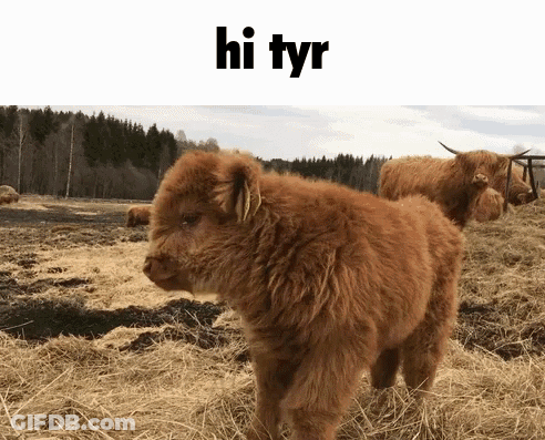 A Baby Highland Cow Standing In A Field With The Words Hi Tyr On The Top GIF
