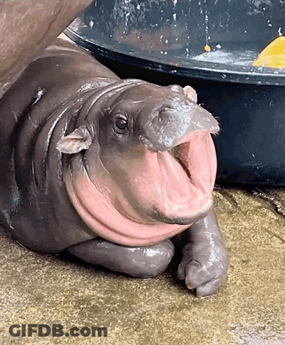 A Baby Hippo Is Laying On The Ground With Its Mouth Wide Open GIF