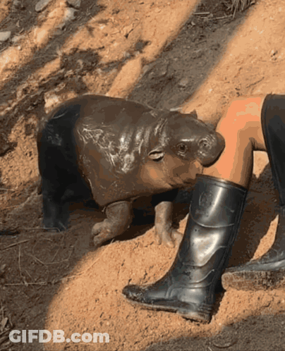 A Baby Hippo Is Standing Next To A Person 'S Leg Wearing Black Boots GIF