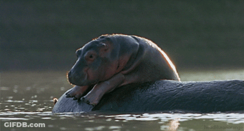 A Baby Hippo Laying On Top Of A Hippopotamus GIF
