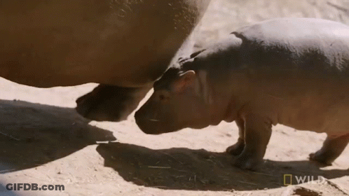 A Baby Hippo Standing Next To A Rhino With A National Geographic Logo In The Background GIF