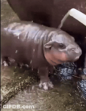A Baby Hippopotamus Is Standing In The Water Near A Rock GIF