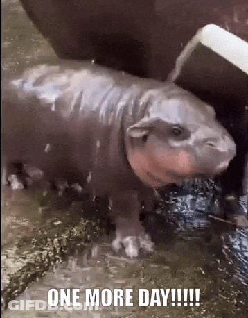 A Baby Hippopotamus Is Standing In The Water With The Caption One More Day !!! GIF