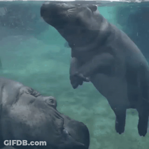 A Baby Hippopotamus Is Standing On Its Mother 'S Back GIF