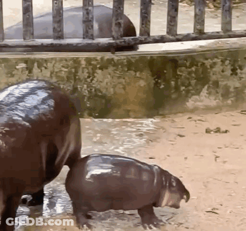 A Baby Hippopotamus Is Walking Next To A Mother Hippopotamus In The Water . GIF