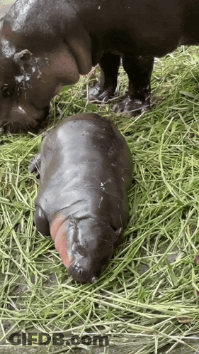 A Baby Hippopotamus Laying In The Grass With Its Mother GIF