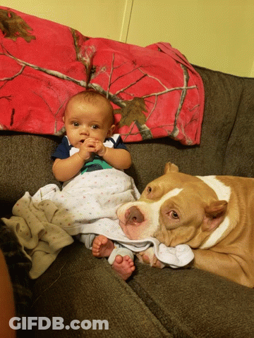 A Baby Is Laying Next To A Dog On A Couch GIF