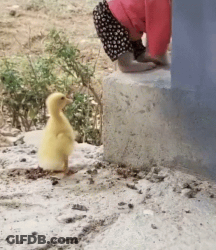 A Baby Is Standing Next To A Small Yellow Duck On A Concrete Block . GIF